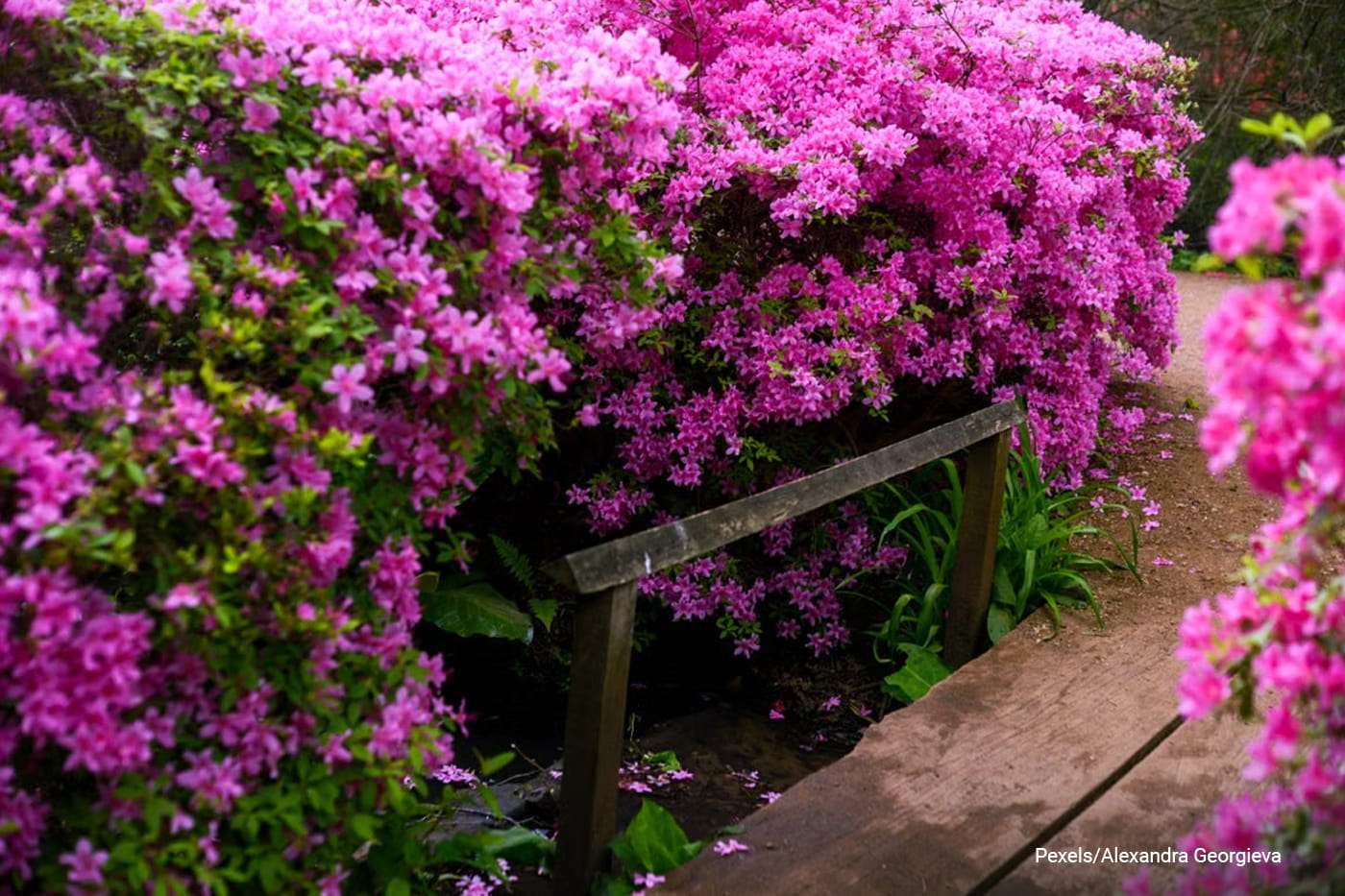 Naturalistic and Cottage Garden Trends 2026: Wild, Romantic Garden Design Ideas