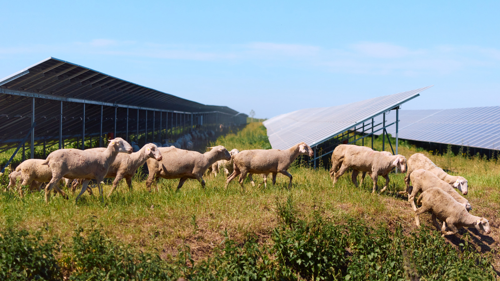 Grazing Sheep On Solar Farms Are Having A Major Effect On Farmer Incomes