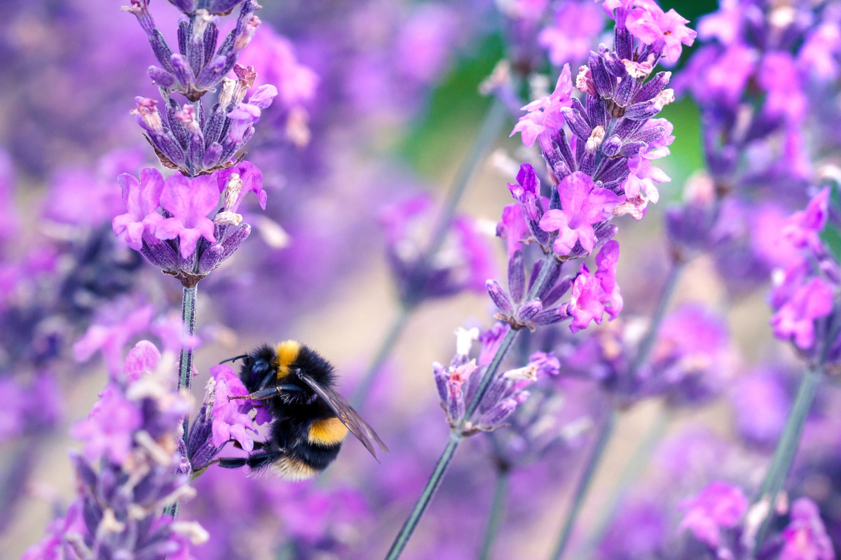 How to create a beautiful bee-friendly border