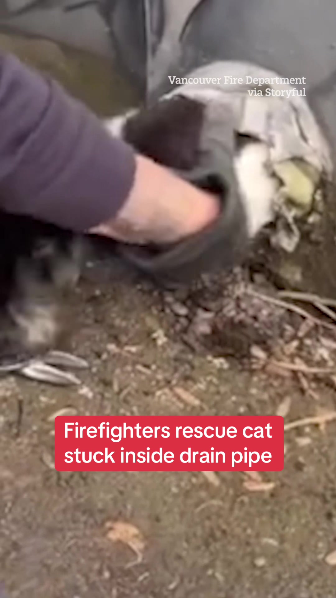 This is the heartwarming moment firefighters rescue a cat after it had found itself stuck inside a drain pipe. #cat #drain #firefighters