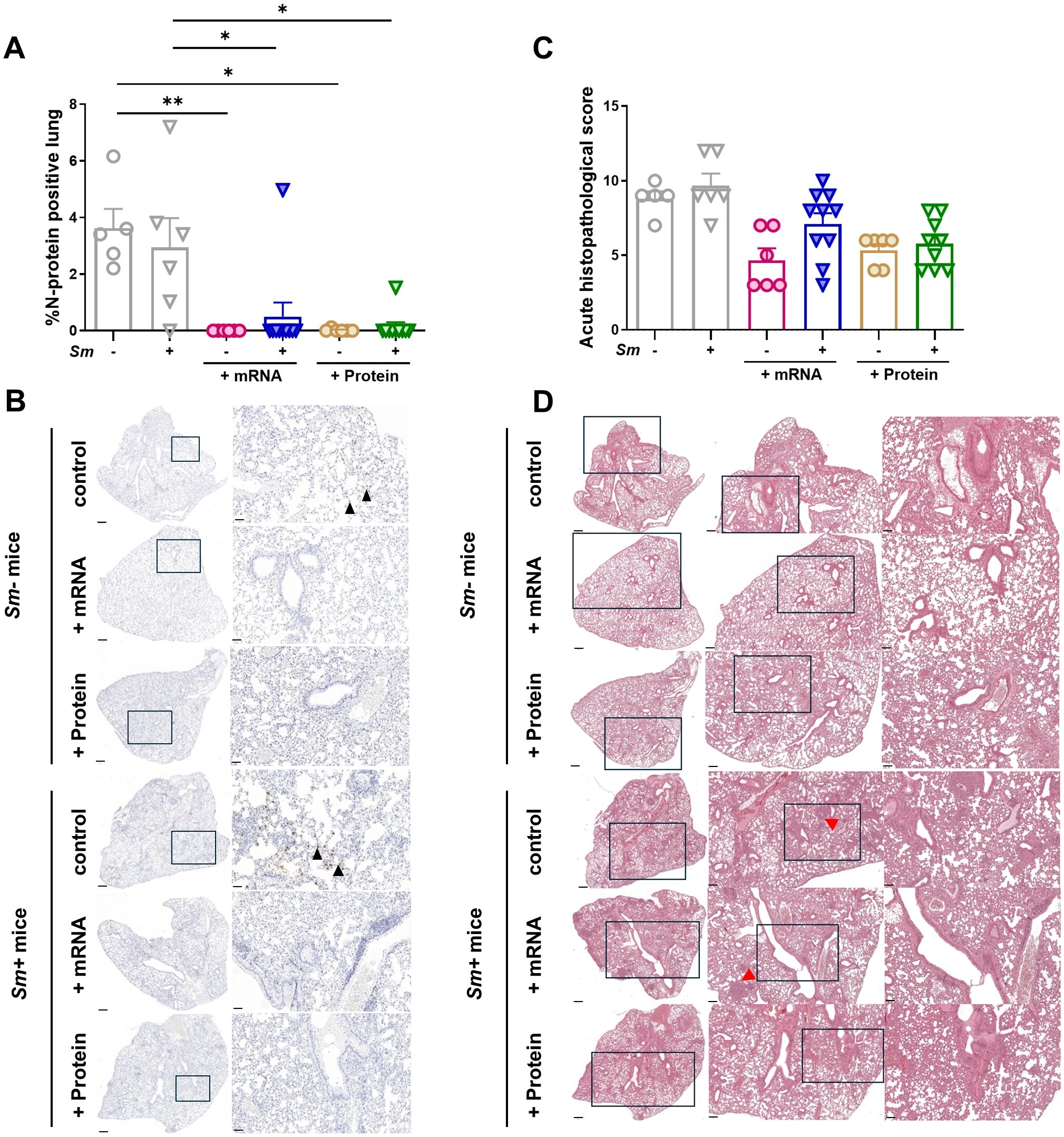 COVID-19 vaccines remain effective despite helminth-induced immune modulation