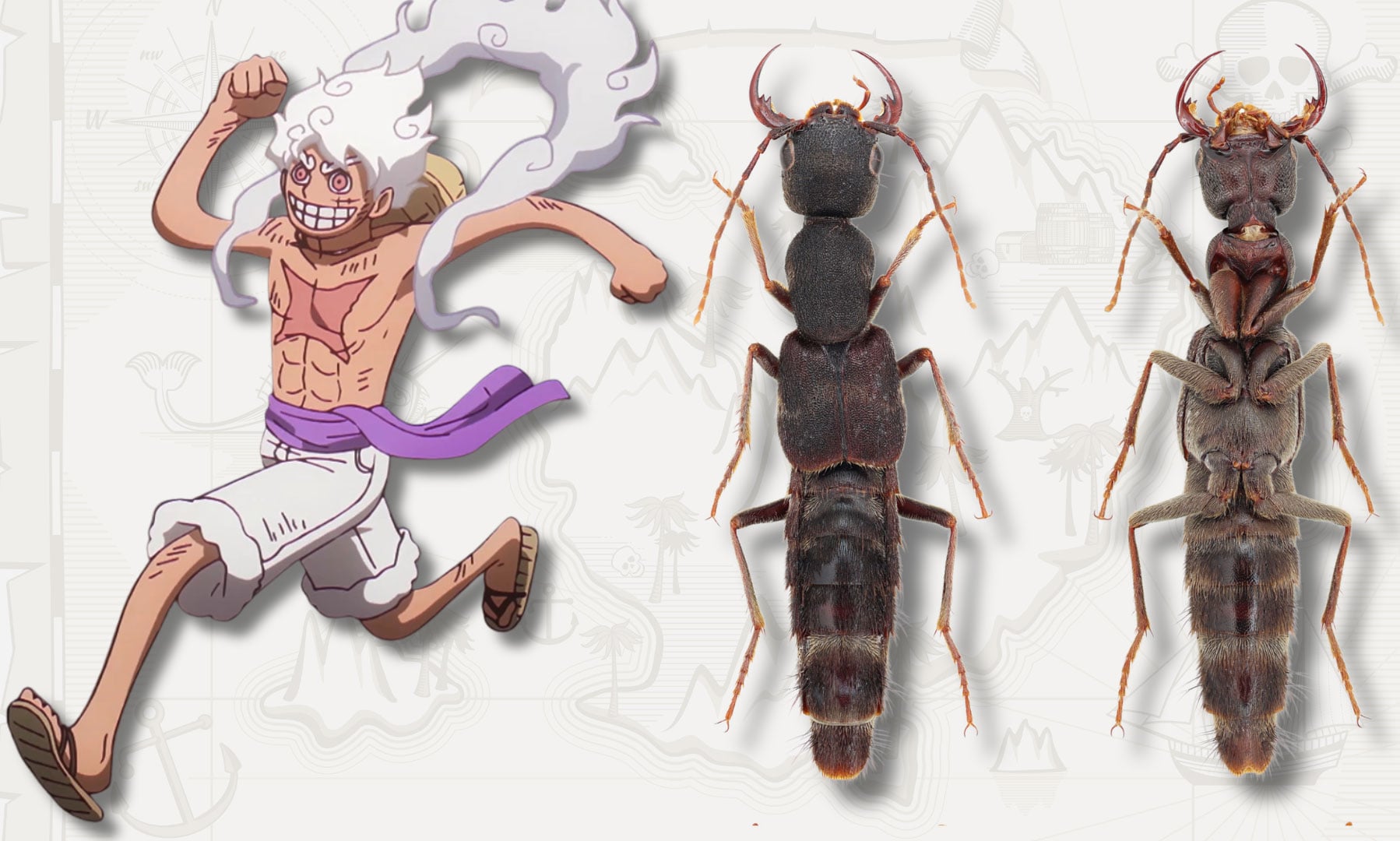Scientists Name Bizarre New Beetle Genus After Popular Anime Character Luffy