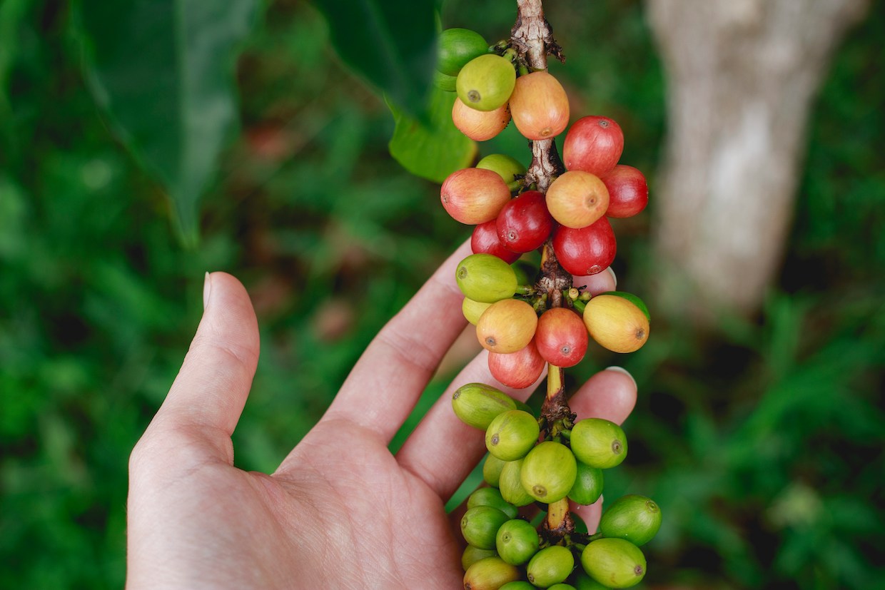 Weekly Coffee News: New IWCA Chapters + Plastic in Retail Agreement