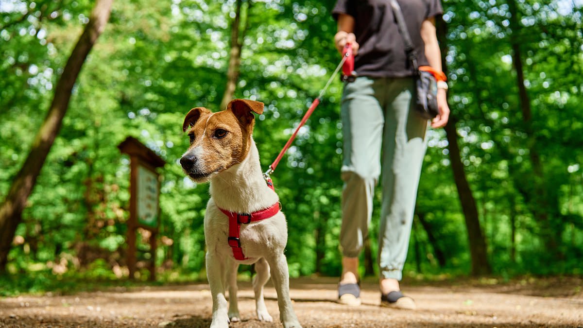 Once isn't enough! Experts claim you should walk your dog FIVE times a day