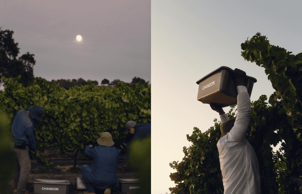 2026 Harvest Report: Chandon California Calls Earliest First Pick in Winery’s 53 Year History