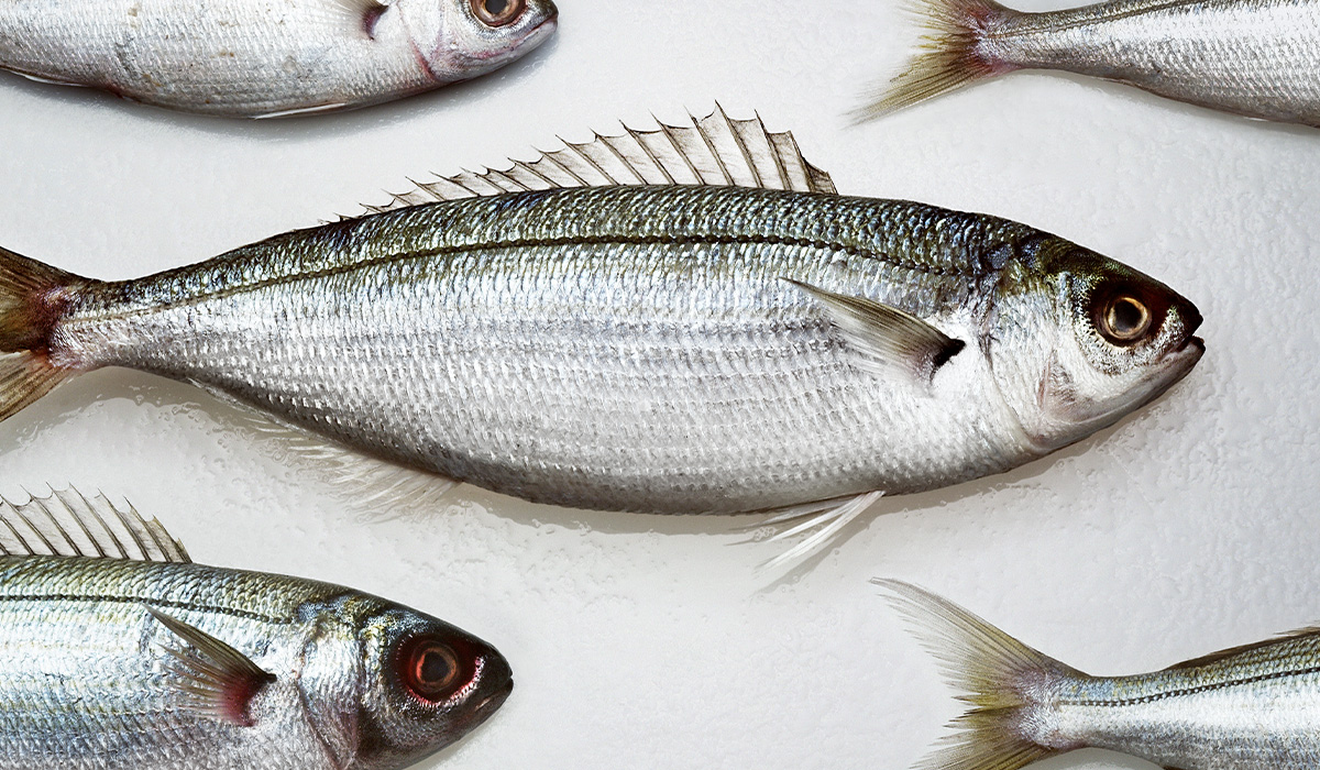 Investigation launched after more than 4,500 fish found dead in Co. Cavan river