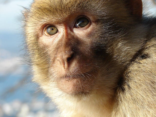 TIL Gibraltar is home to the only population of wild monkeys in Europe, consisting of around 300 Barbary Macaques. There is also a legend that claims that as long as the monkeys live there, Gibraltar will remain under British rule.