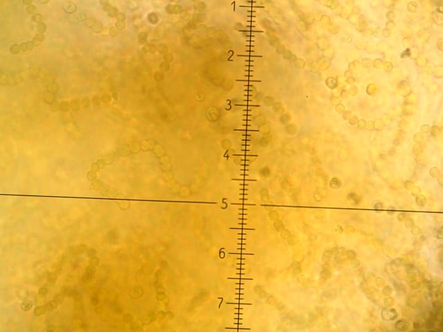 TIL that Fat Choy is an edible cyanobacteria that grows in the Gobi desert. Despite being expensive, having no nutritional value, and having dementia-causing toxins, its been overharvested to the point of causing erosion and desertification due to its name being a Cantonese pun for "strike it rich"