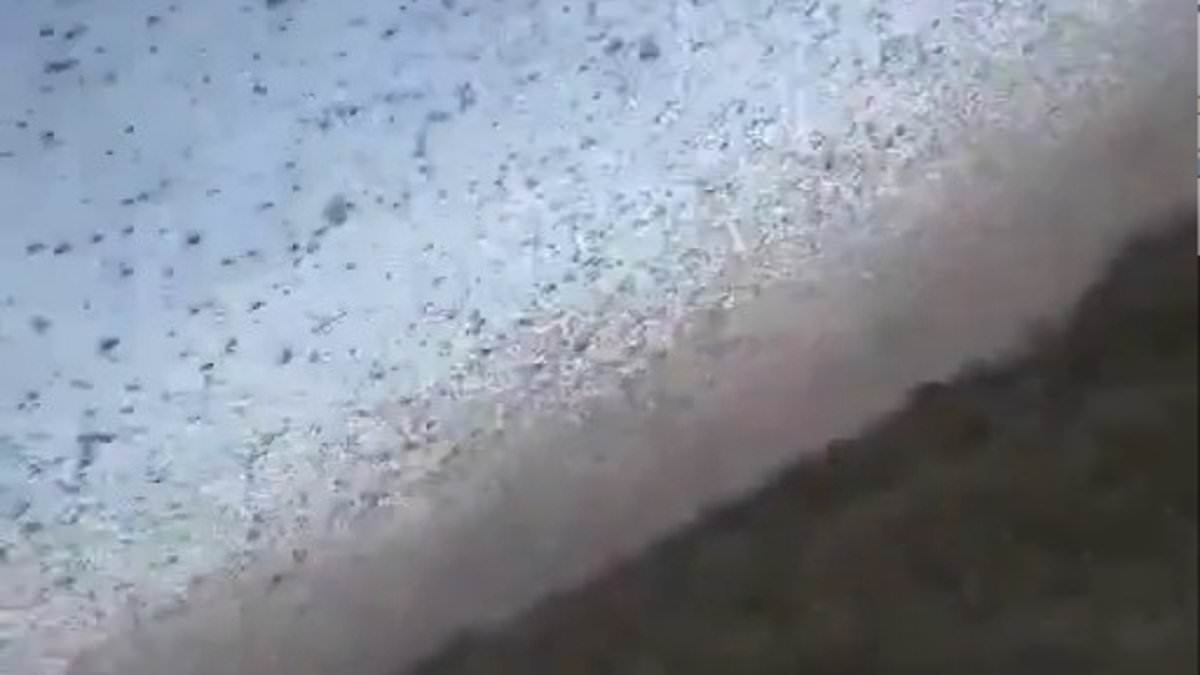 'Biblical' swarm of locusts sparks horror as they flood skies over Russia