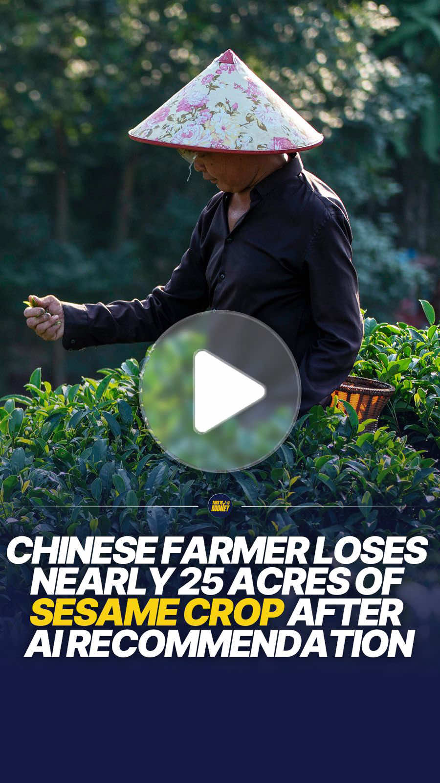 A Chinese farmer lost nearly 25 acres of sesame crops after following AI generated advice on how to tackle weeds and pests. 🌱🤖 The 67 year old farmer, named Wu, had reportedly used the AI tool for around a year and grown to trust it after receiving useful farming advice. But when he asked for help controlling weeds and insects, the system recommended a chemical mixture which he then sprayed across his fields. Within just 24 hours, both the weeds and his sesame seedlings had died. The AI reportedly later identified one of the recommended herbicides as a possible cause. Wu said he had not been properly warned about the risks, although the platform displayed a general message advising users t