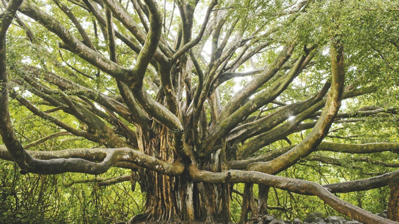 What is the connection between Zionism and planting trees in Israel?