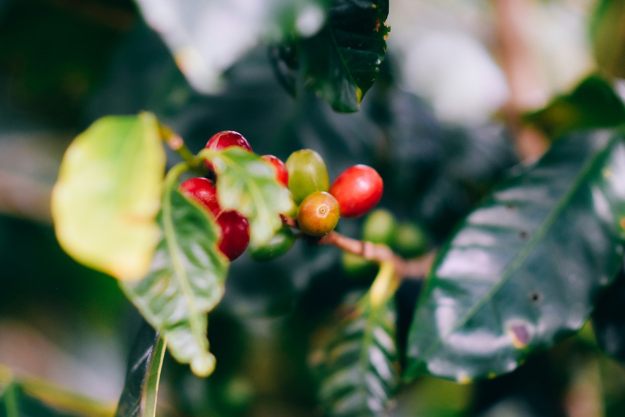 Weekly Coffee News: Pesticide Policy Brief + UK Chain with U.S. Plans