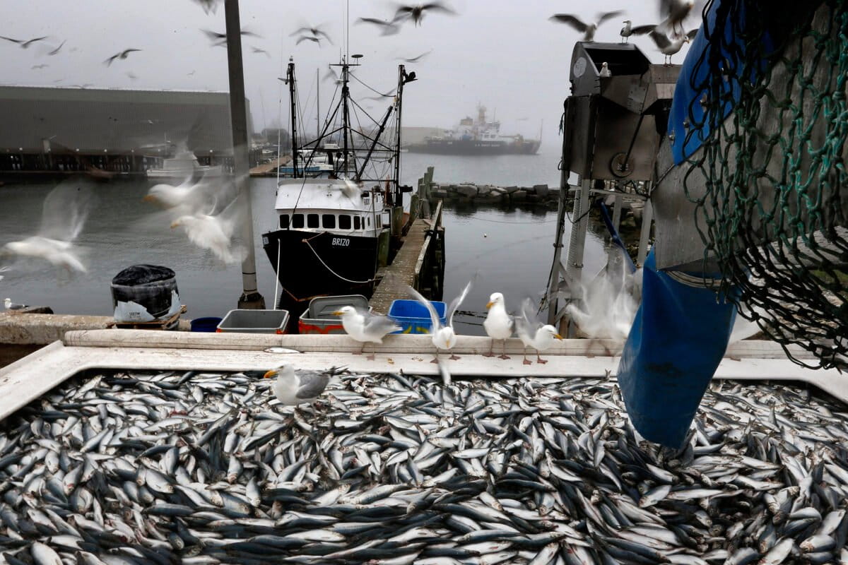 US move to loosen restrictions on fishing could harm vital ecosystems, experts warn