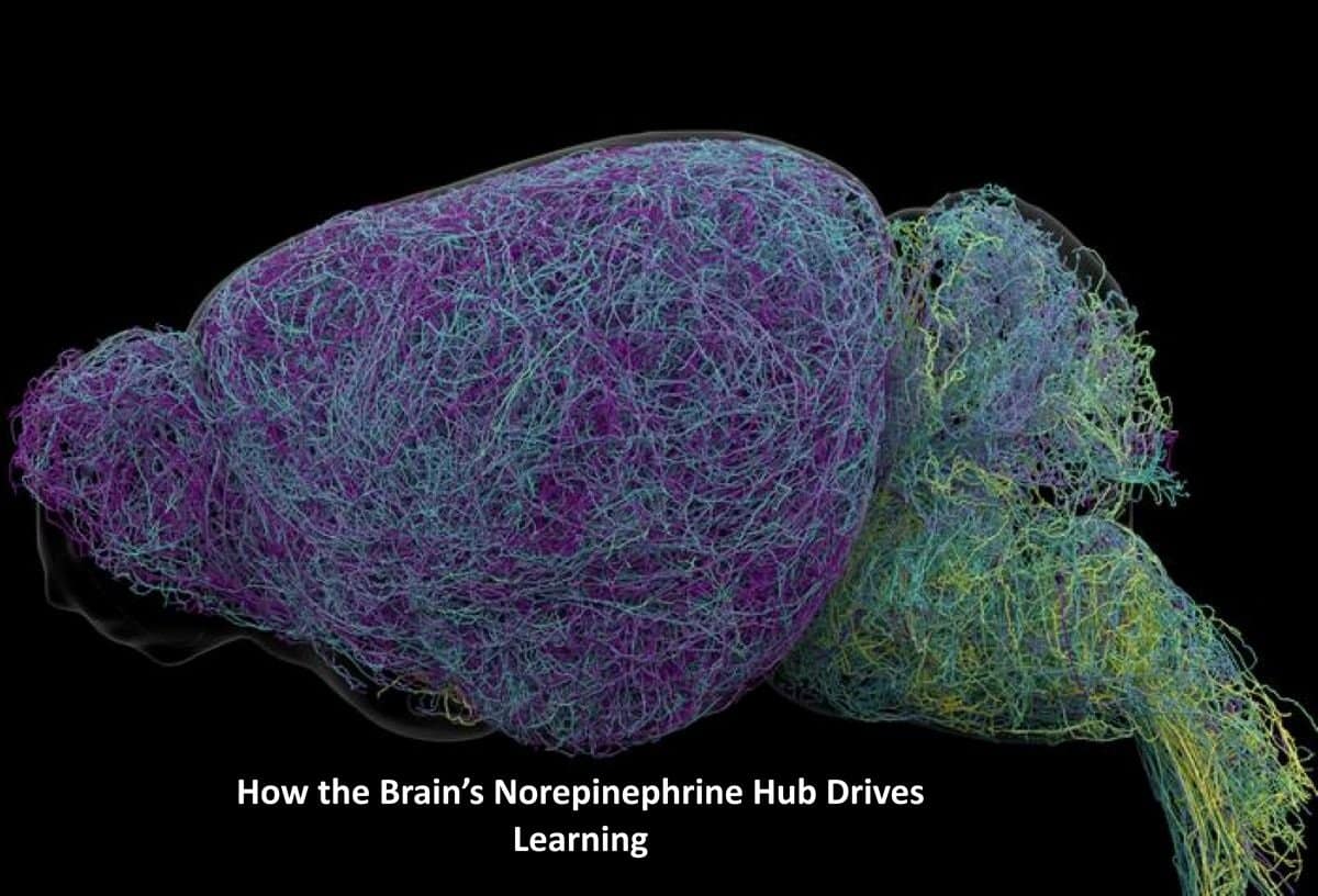 Brain’s “Blue Place” Rewrites How Norepinephrine Drives Learning
