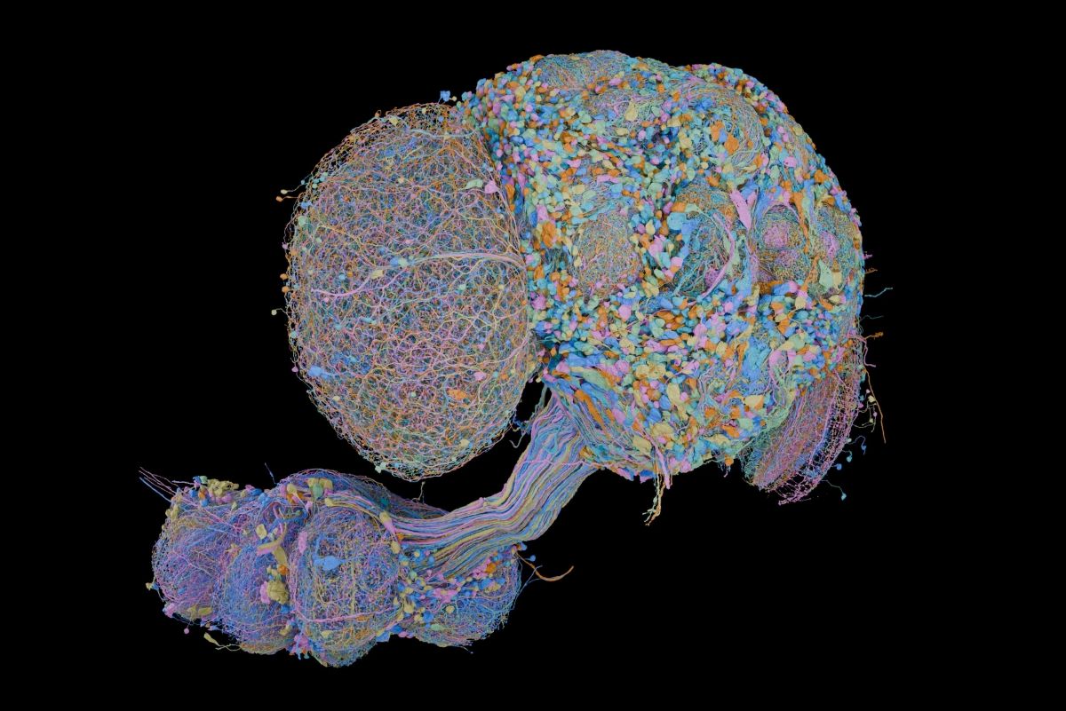 Microscopy and AI Decipher Fruit Fly Neural Architecture