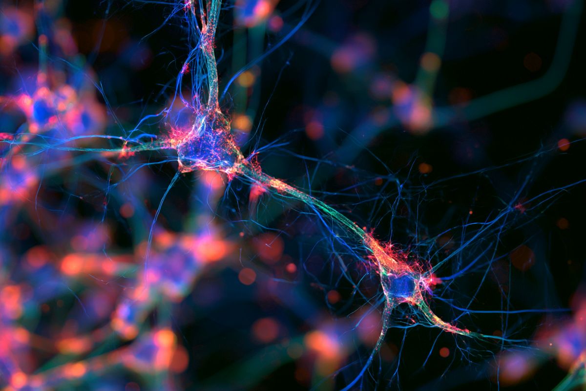 Central Genetic Switch Controls Long-Distance Axon Navigation