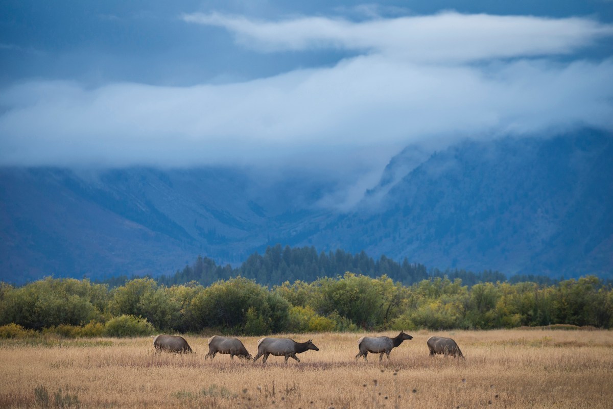 Trump Issues Executive Order to Open 2 National Monuments to Hunting, Access More Public Land, Protect Lead Ammo