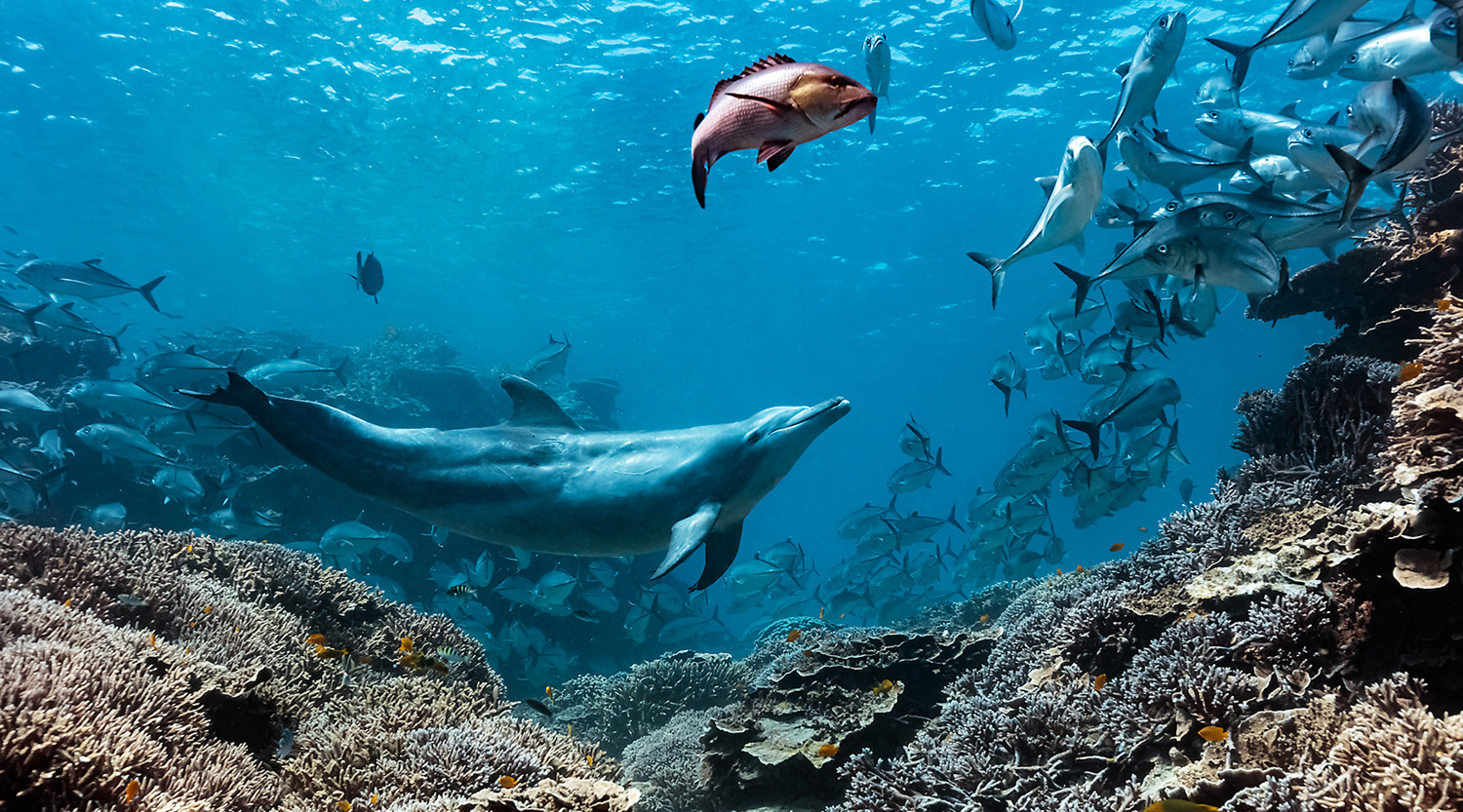 This Dolphin Steals from Fish for Its Meals