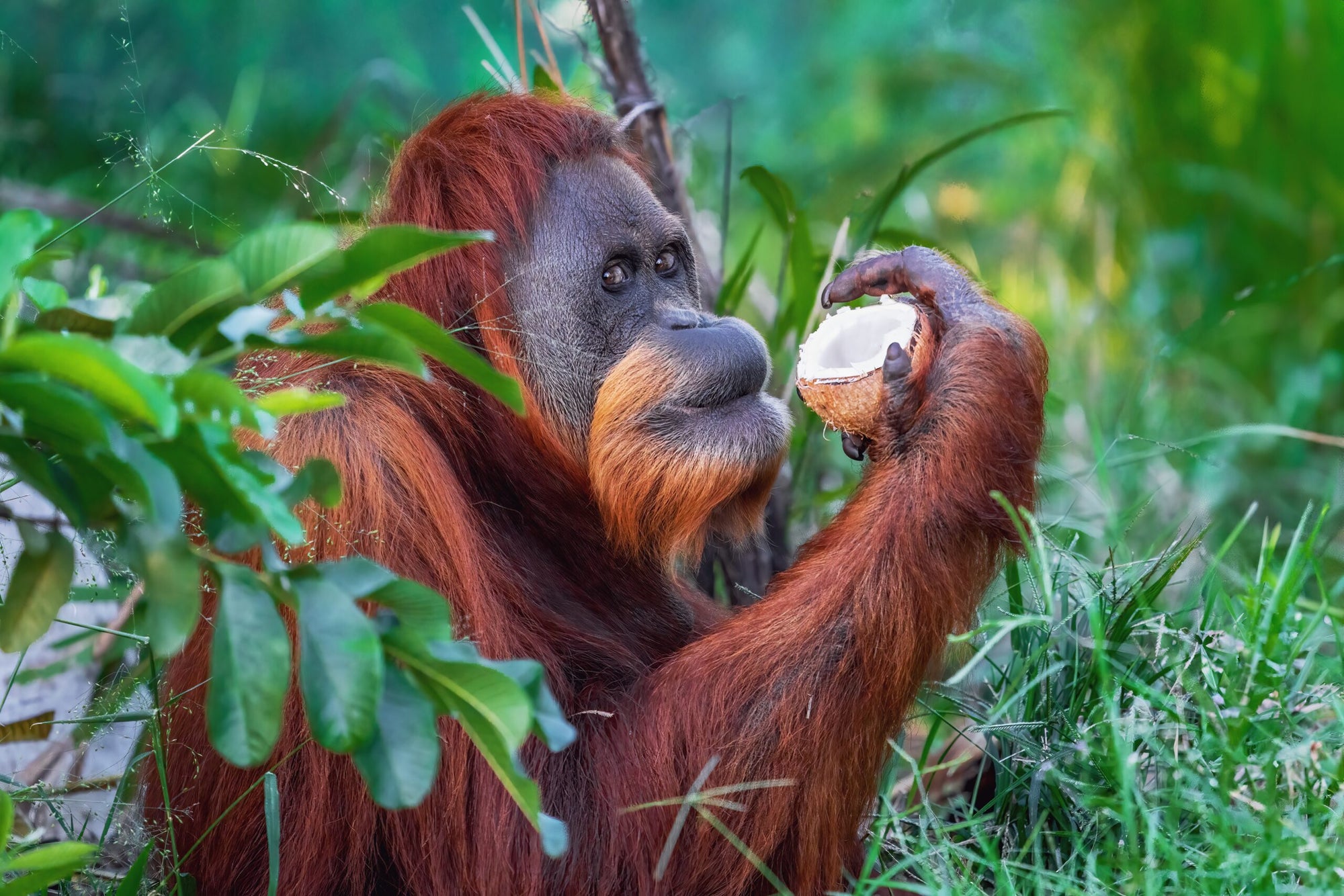 Wild orangutans repeatedly combine and consume plants linked to healing and inflammation