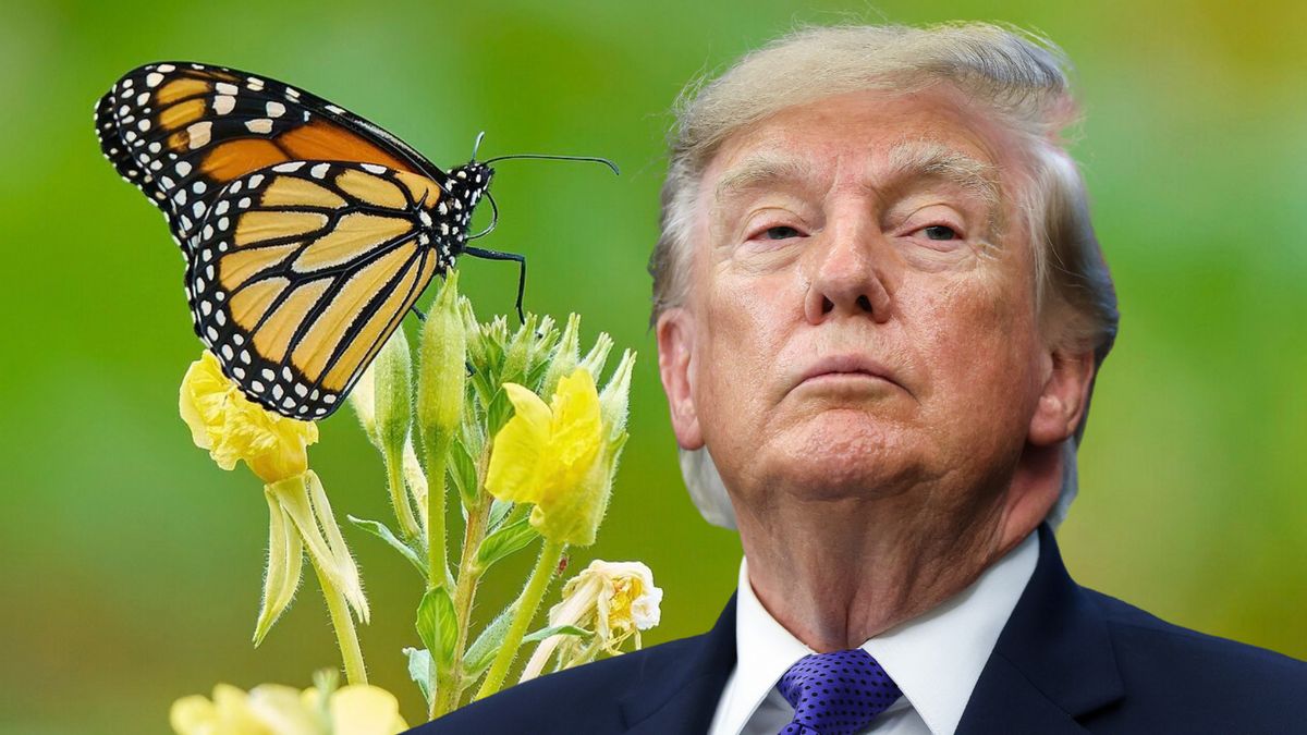 Why Endangered Species Act protections for monarch butterflies are in limbo under Trump