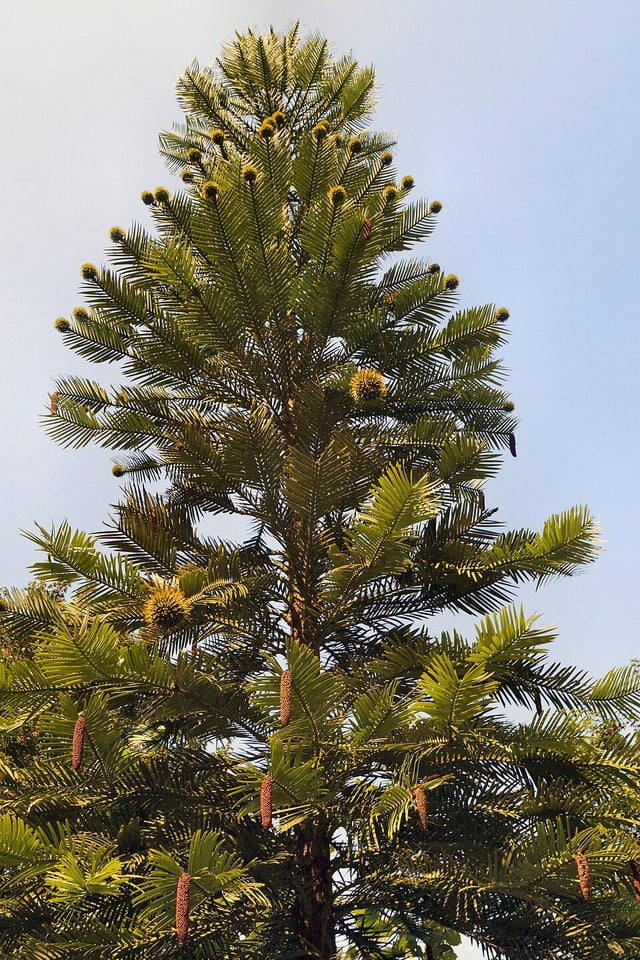 TIL that the Wollemi pine was known only from fossils until a living grove was found in a gorge near Sydney in 1994, and its location is still kept secret.