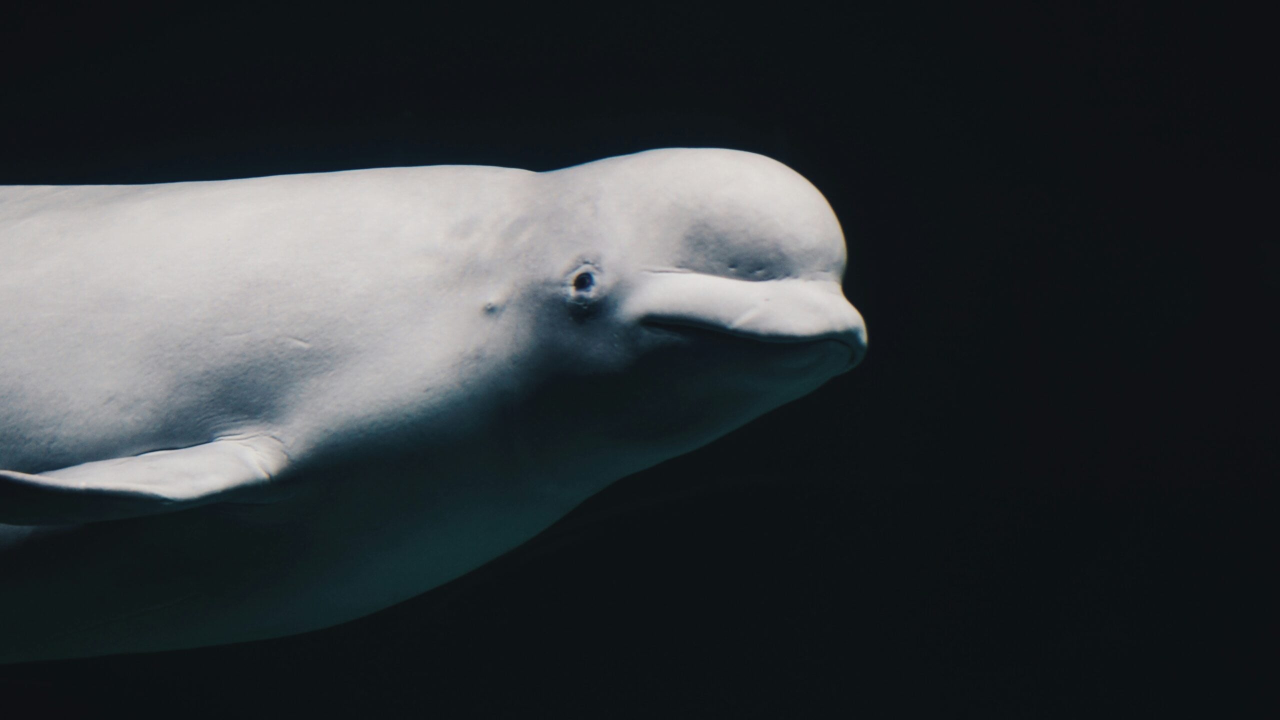 How Beluga Whales Ended Up in Canada’s Rivers