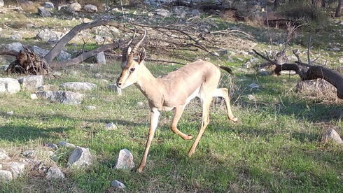 Israel's mountain gazelle survived millennia, but development threatens its future