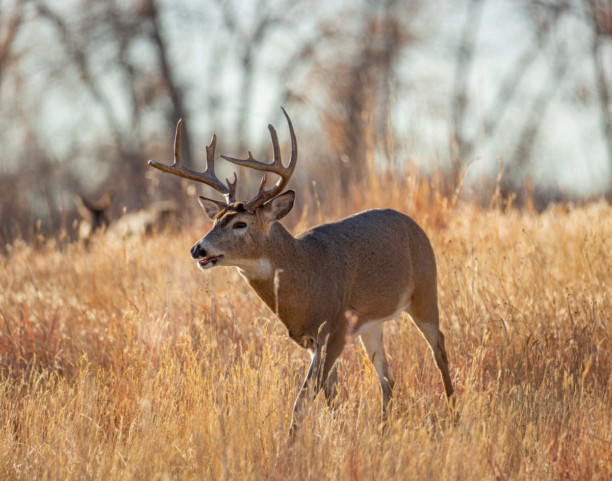 When and How to Use a Grunt Tube to Call Deer