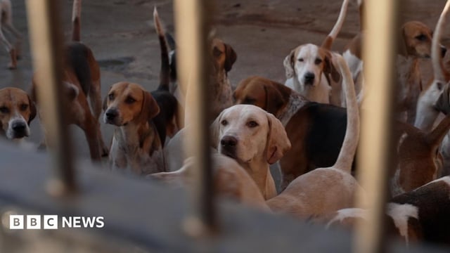 Why Labour's proposed trail hunting ban divides the countryside