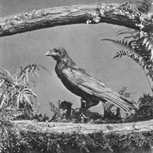 TIL Charles Dickens kept a talking raven named Grip as a pet, at first inside the family home and then in a shed cause it bit the children. Grip was stuffed and mounted in Dickens’s study after death, and replaced by another raven also named Grip.
