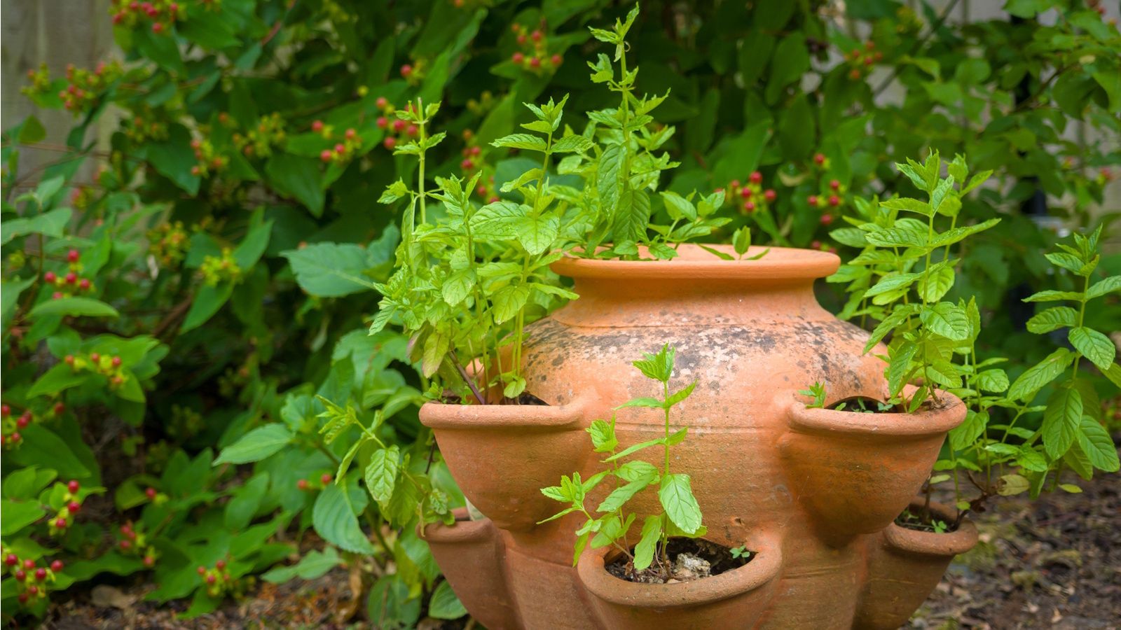 What To Do With Mint In October – 6 Essential Tricks For Healthy, Long-Lasting Plants