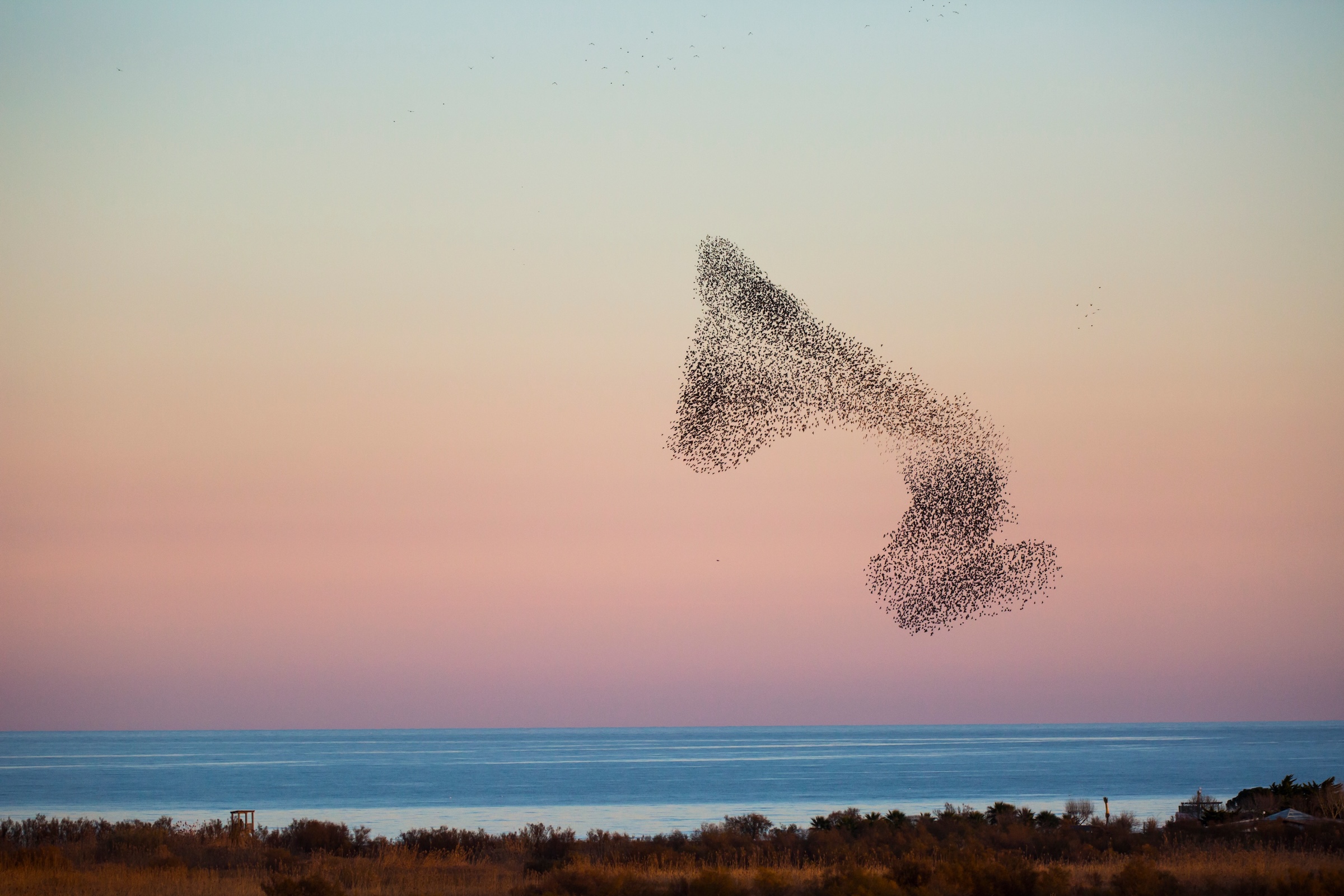 Dear Human, Poetry Might Save Us from the Apocalypse