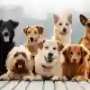 petio care