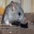 ratpestcontrolperth