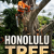 Tree Expert